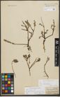 Foto von Salix repens L.